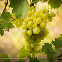 Виноград
