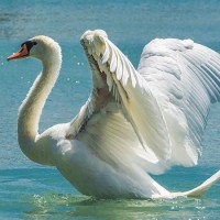 Лебеди