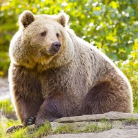 Медведи