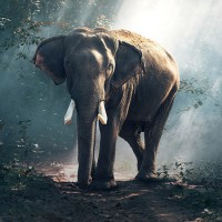 Слоны
