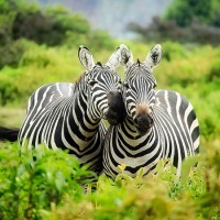 Зебры