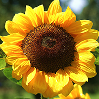 Подсолнухи