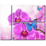Бабочки на орхидеях