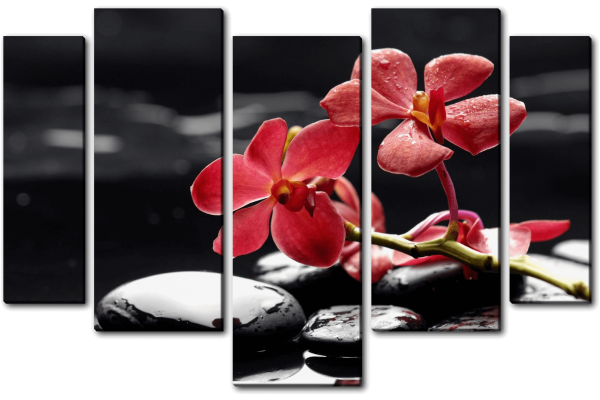 Ветка красной орхидеи