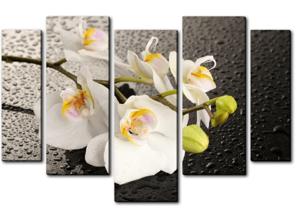 Веточка белой орхидеи
