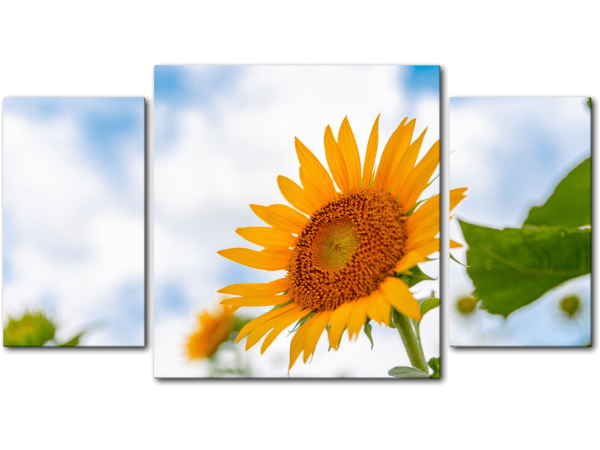 Дотянуться до солнца