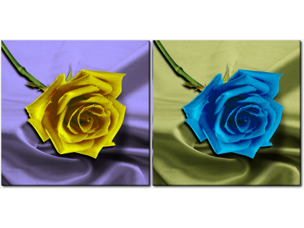 Желтая и голубая роза