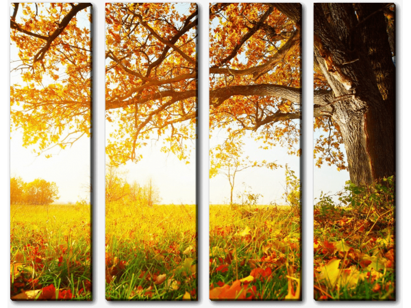 Опавшие листья