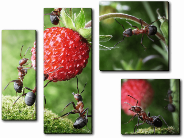 Команда муравьев