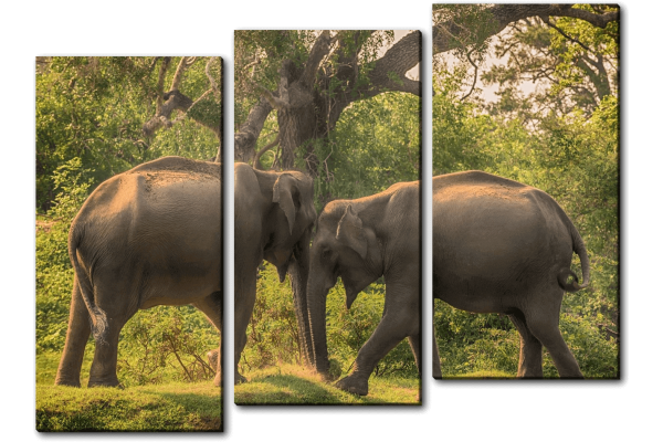 Любовь слонов