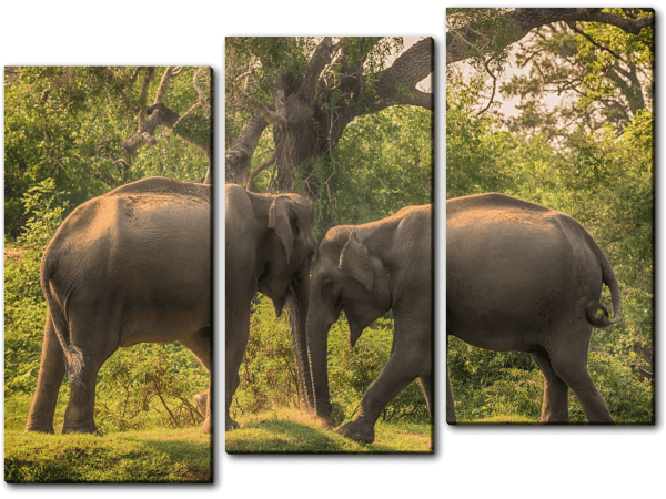 Любовь слонов