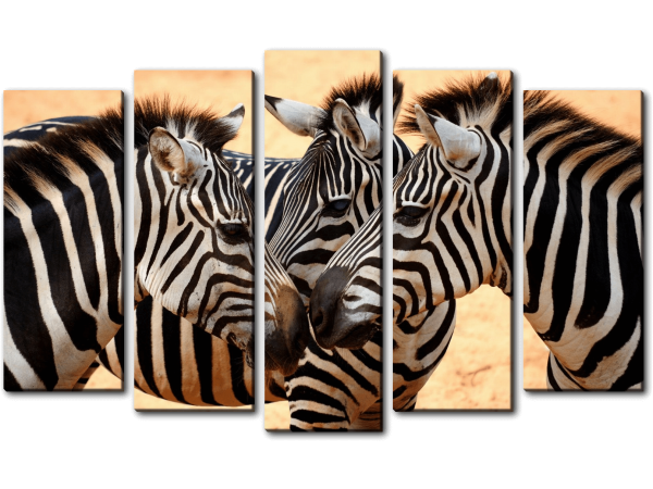 Прикосновение зебр