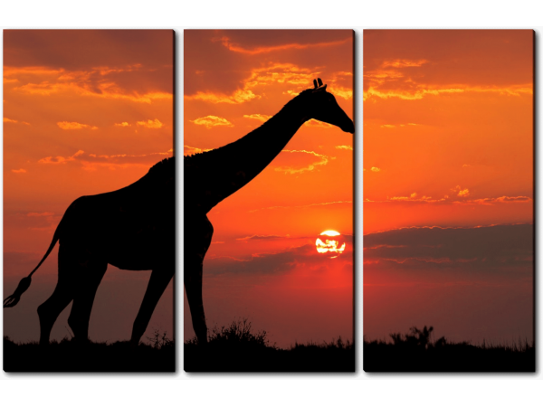 Жираф на закате
